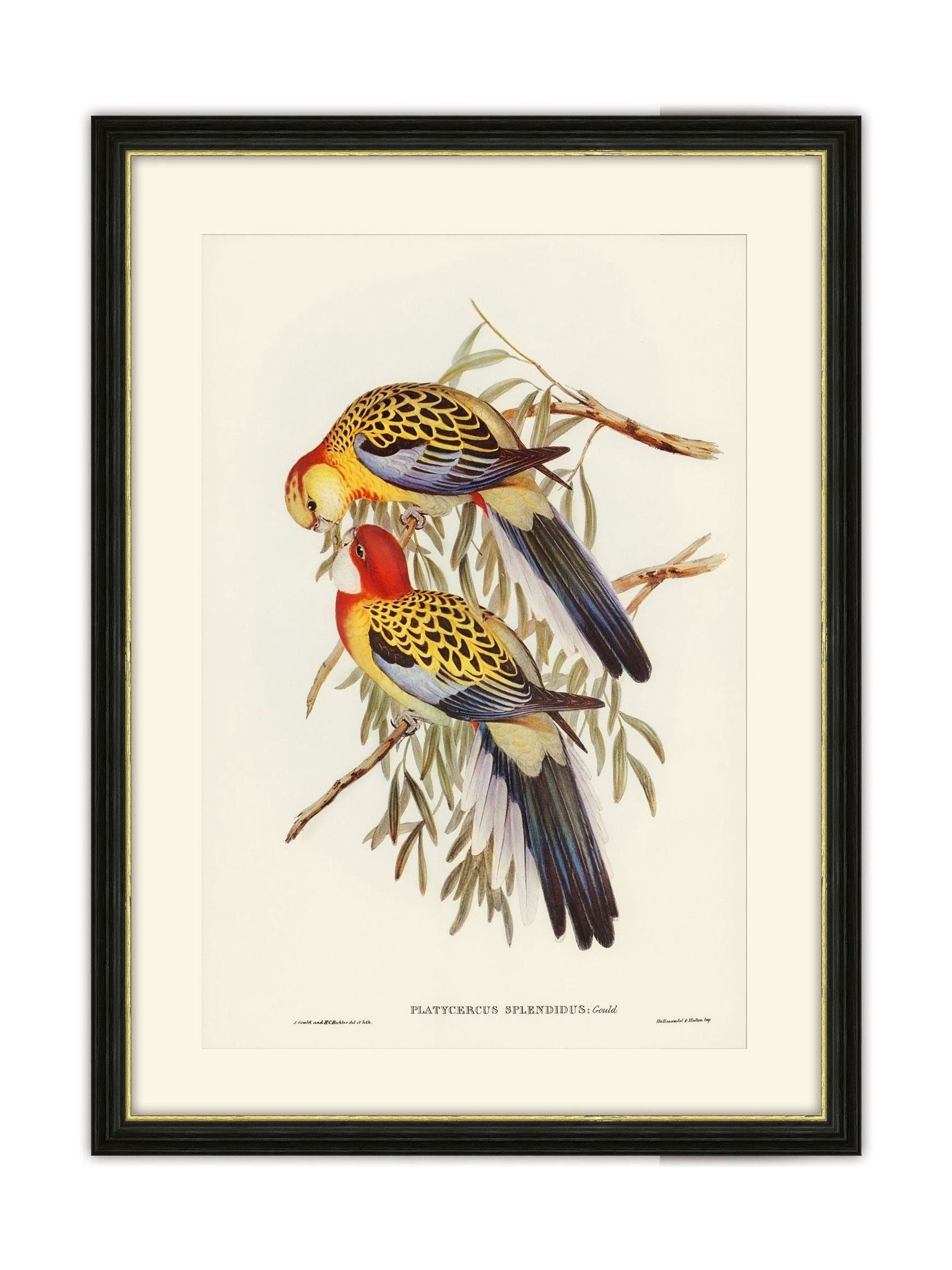 Brookpace picture frame Splendid Parakeet 40x50 cm - British product