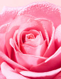 Very Rose Delicate Cleansing Oil 150ml (British brand)