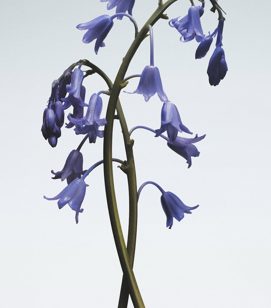 Jo Malone London Wild Bluebell candle 200g, UK version