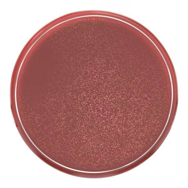 L'Oreal Paris liquid blush 630 Glowy True Rose, imported from the UK