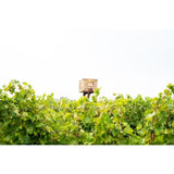 Babylonstoren Candide White Blend   75cl - McGrocer