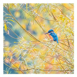 BBC Springwatch Kingfisher Greeting Card - McGrocer