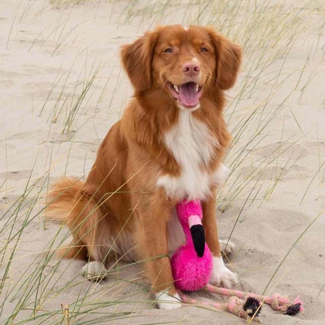 Beco Pets Dual Material Dog Toy Flamingo Medium - McGrocer