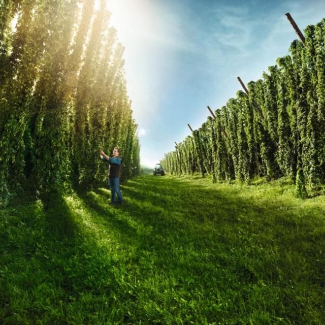 Bitburger Premium Pils   12 x 330ml - McGrocer