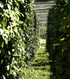 Stony Groves Black Kampot Pepper (100g)