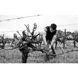 Capeography  Cloudscape Elgin Sauvignon Blanc   75cl