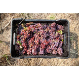 Capeography Cloudscape Paarl Cinsault   75cl