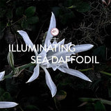 Cetaphil Brightening Day Cream Spf15 Niacinamide 50G