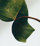 LOEWE Ivy Chandelier Candle 330g, UK version