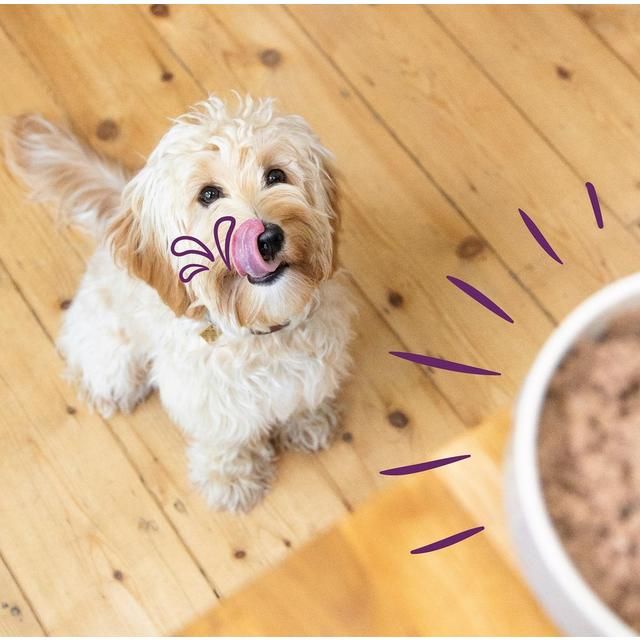 Edgard &amp;amp; Cooper Natural Adult Grain Free Wet Dog Food Multipack   6 x 100g