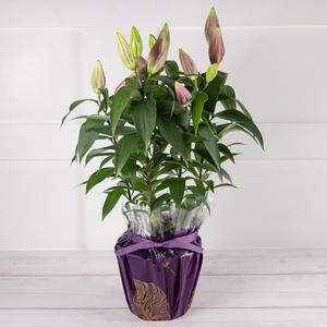 Oriental Lily Flower House Plant, imported from the UK