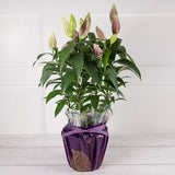 Oriental Lily Flower House Plant, imported from the UK