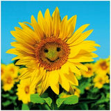 Woodmansterne blank greeting card sunflower image 16.9x16.6cm (British brand)