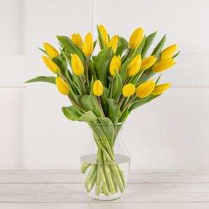 Tulip Abundance flower seeds imported from the UK (British brand)