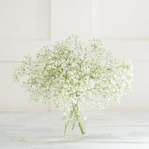 Gypsophila flowers UK version