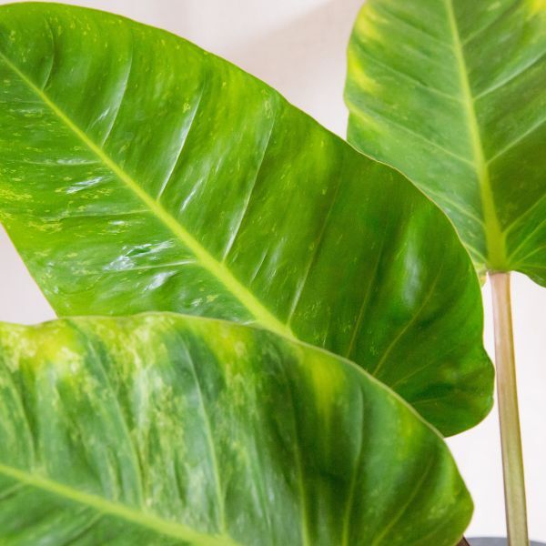 Imperial Green Philodendron Indoor Plant, 17cm Pot, 40-60cm Height