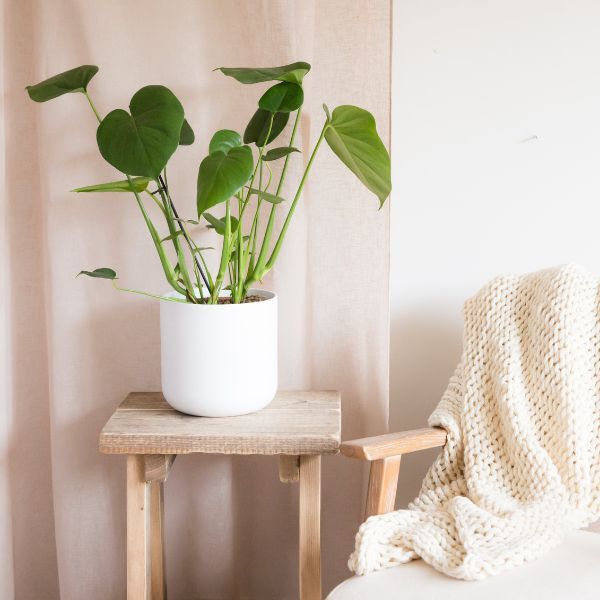 Hello Houseplants Monstera - Pot Size: 12cm - (35cm-45cm Height)