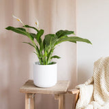 Hello Houseplants Peace Lily - Pot Size: 19cm - (75cm-85cm Height)