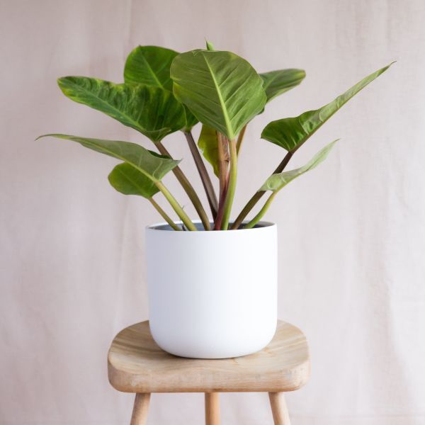 Imperial Green Philodendron Indoor Plant, 17cm Pot, 40-60cm Height
