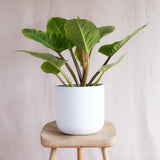 Imperial Green Philodendron Indoor Plant, 17cm Pot, 40-60cm Height