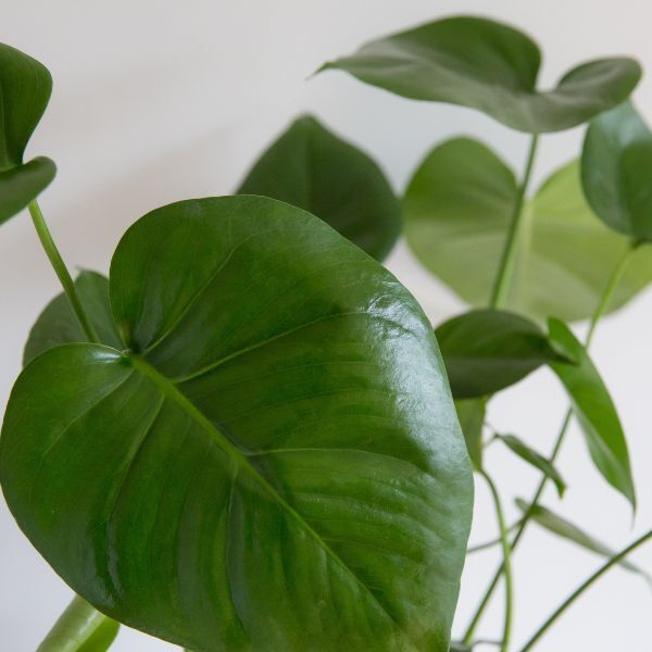 Hello Houseplants Monstera - Pot Size: 12cm - (35cm-45cm Height)