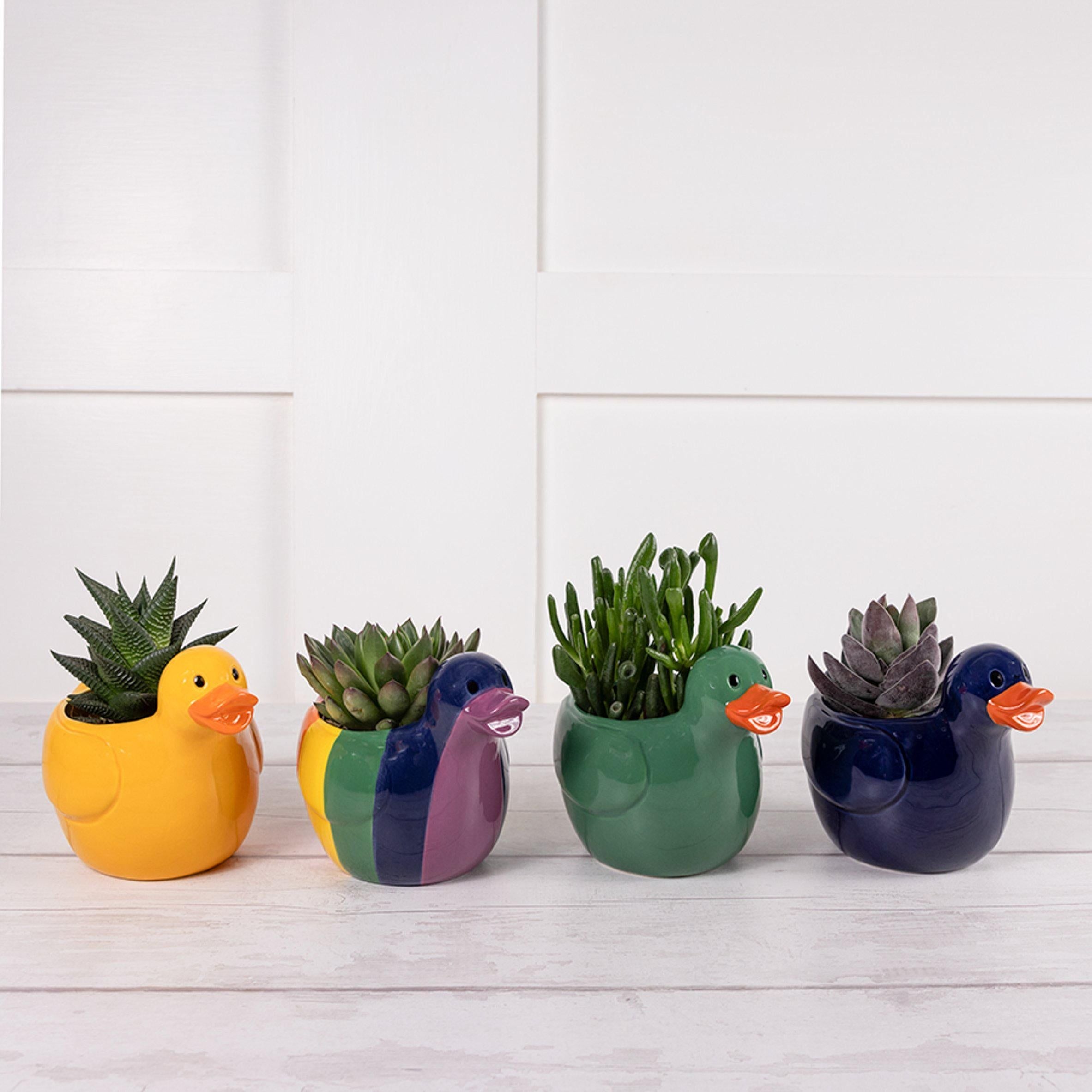 Large Novelty Succulent (Plant &amp;amp; Pot Colour May Vary)