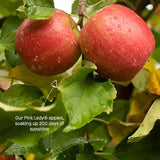 Little Freddie Pink Lady Apples Organic Pouch 6 mths+   70g