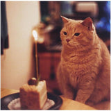 M&amp;amp;S Cat By Candlelight Birthday Card