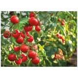 M&amp;amp;S Italian Cherry Tomatoes   400g