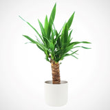 Hello Houseplants Yucca - Pot Size: 12cm - (45cm-55cm Height)