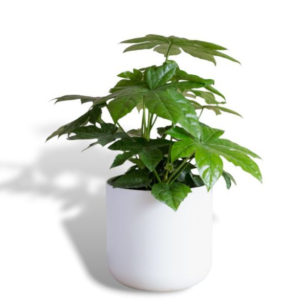 Hello Houseplants Paperplant - Pot Size: 17cm - (55cm-65cm Height)