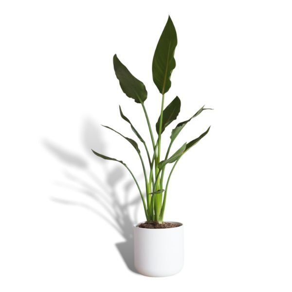 Hello Houseplants Bird Of Paradise - Pot Size: 17cm-Pot Excl