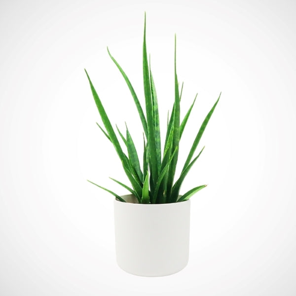 Hello Houseplants Snake Plant - Pot Size: 12cm - (35cm-45cm Height)