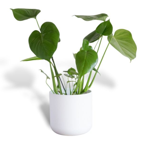 Hello Houseplants Monstera - Pot Size: 12cm - (35cm-45cm Height)