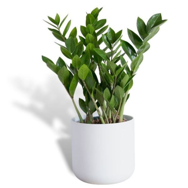 Hello Houseplants ZZ Plant - Pot Size: 17cm - (75cm-85cm Height)