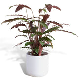 Hello Houseplants Prayer Plant - Pot Size: 17cm - (40cm-60cm Height)