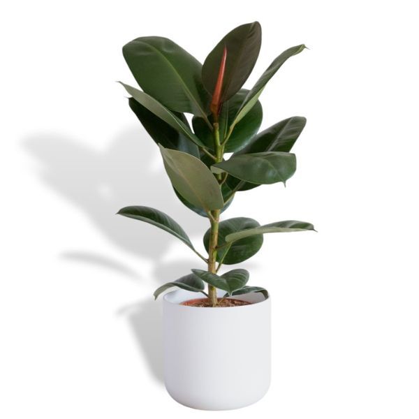 Hello Houseplants Rubber Plant - Pot Size: 17cm - (50cm-60cm Height)