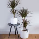 Hello Houseplants Dragon Tree - Pot Size: 17cm - (60cm-80cm Height)