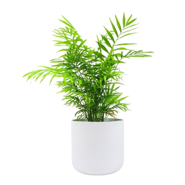 Hello Houseplants Kentia Palm - Pot Size: 12cm - (35cm-45cm Height)