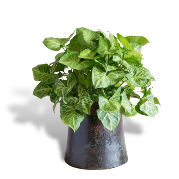 Hello Houseplants Arrowhead Plant - Pot Size: 12cm -