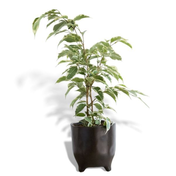 Hello Houseplants Weeping Fig - Pot Size 17cm - (65cm-75cm Height)