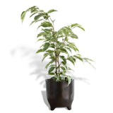Hello Houseplants Weeping Fig - Pot Size 17cm - (65cm-75cm Height)