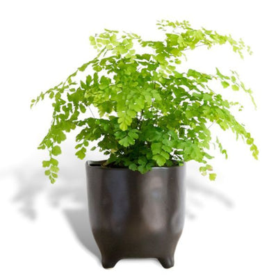 Hello Houseplants Maidenhair Fern - Pot Size: 12cm -