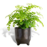 Hello Houseplants Maidenhair Fern - Pot Size: 12cm -