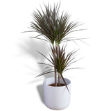 Hello Houseplants Dragon Tree- Pot Size: 12cm - (30cm-50cm Height)