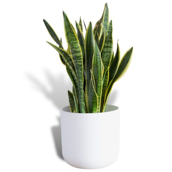 Hello Houseplants Variegated Snake Plant - Pot Size: 14cm