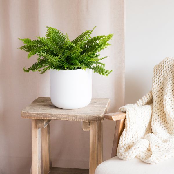 Hello Houseplants Boston Fern - Pot Size 17cm - (40cm-60cm Height)
