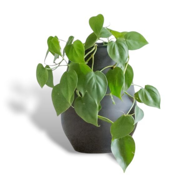 Hello Houseplants Heartleaf Philodendron - Pot Size: 12cm