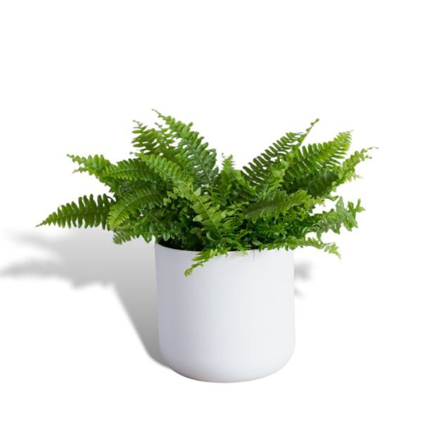 Hello Houseplants Boston Fern - Pot Size 17cm -Pot Excluded