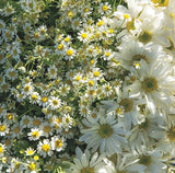 Marc Jacobs Daisy Eau de Toilette 50ml